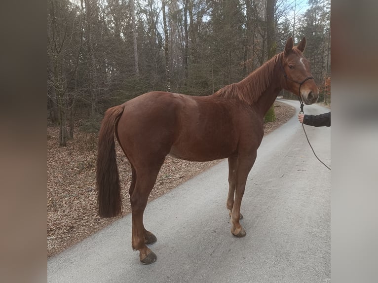 KWPN Mix Mare 6 years 16,1 hh Sorrel in Slovenske Konjice