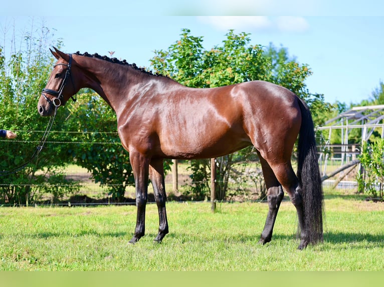 KWPN Mare 6 years 16.2 hh Bay-Dark in Haaksbergen