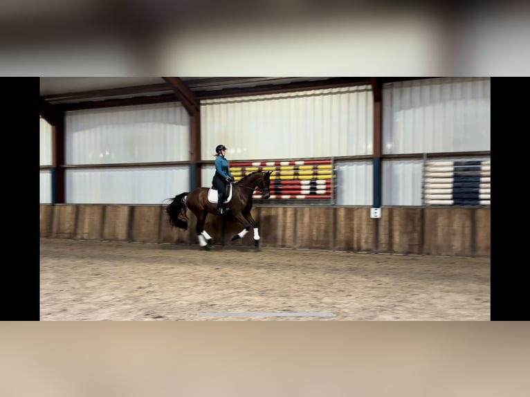 KWPN Mare 6 years 16,2 hh Bay-Dark in Oud Gastel