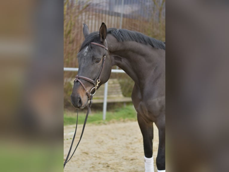 KWPN Mare 6 years 16.2 hh Bay-Dark in Geilenkirchen