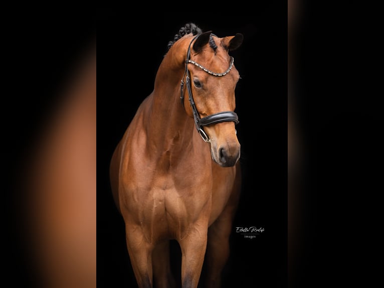 KWPN Mare 6 years 16,2 hh Bay in Borculo