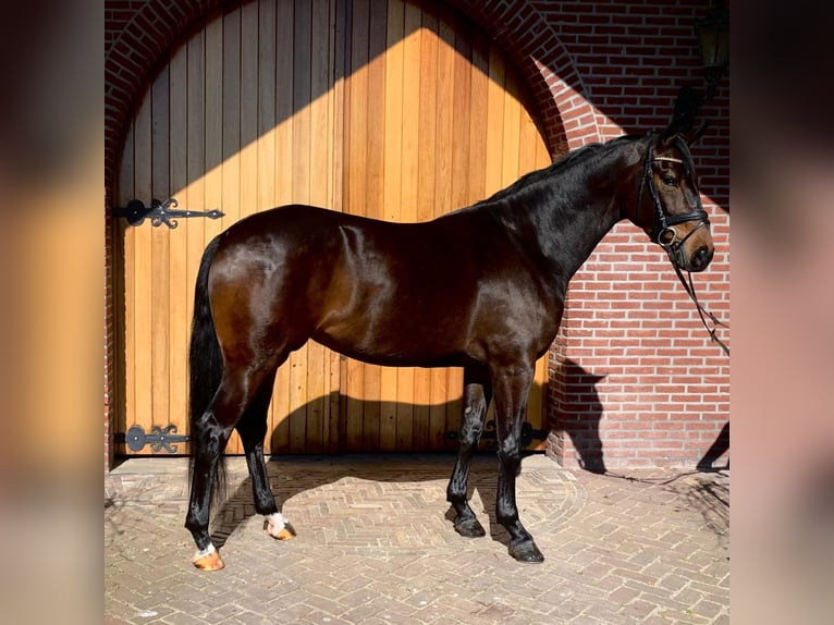 KWPN Mare 6 years 16,2 hh Bay in Dreumel