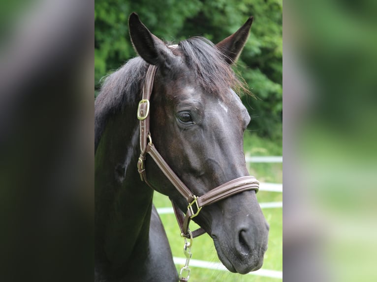 KWPN Mare 6 years 16,2 hh Black in Begnins