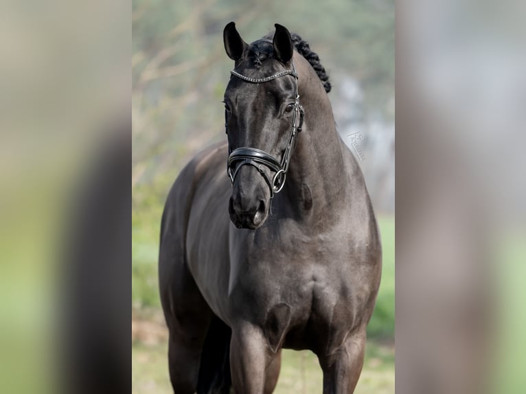 KWPN Mare 6 years 16.2 hh Black in Peer