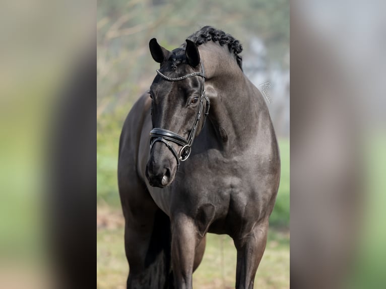KWPN Mare 6 years 16.2 hh Black in Peer