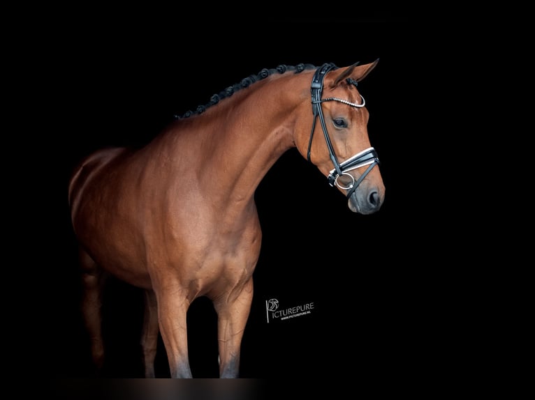 KWPN Mare 6 years 16,2 hh Brown in Goch