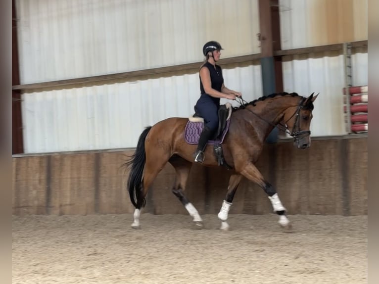 KWPN Mare 6 years 16.2 hh Brown in Oud Gastel