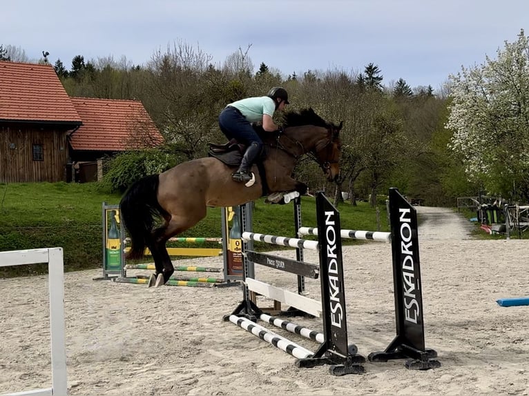 KWPN Mare 6 years 16,2 hh Brown in Graz