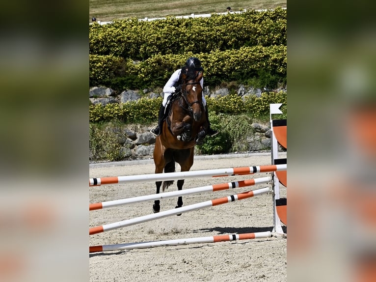 KWPN Mare 6 years 16,2 hh Brown in Graz