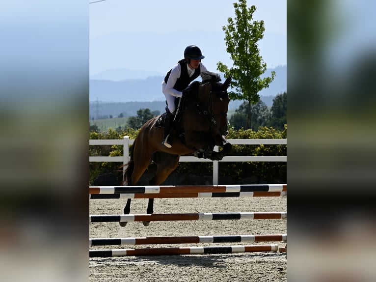 KWPN Mare 6 years 16,2 hh Brown in Graz