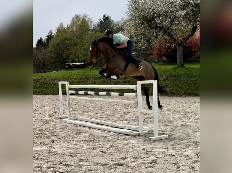 KWPN Mare 6 years 16,2 hh Brown in Graz