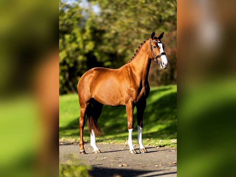 KWPN Mare 6 years 16,2 hh Chestnut-Red in Spijk