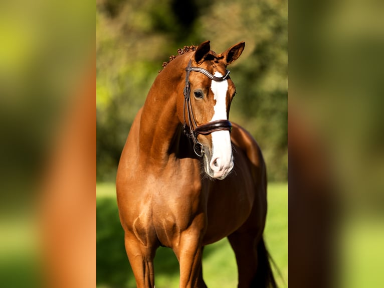 KWPN Mare 6 years 16,2 hh Chestnut-Red in Spijk