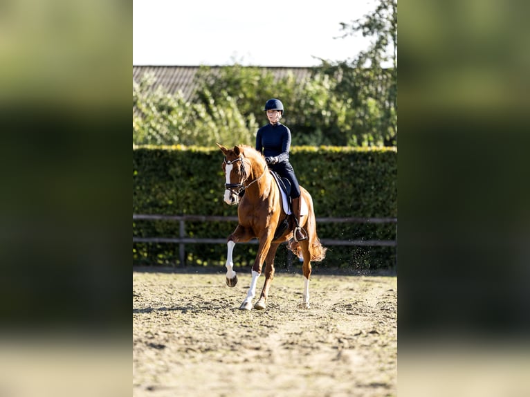 KWPN Mare 6 years 16,2 hh Chestnut-Red in Spijk