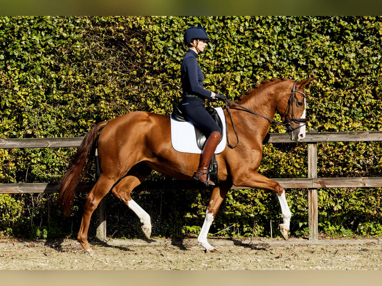 KWPN Mare 6 years 16,2 hh Chestnut-Red in Spijk