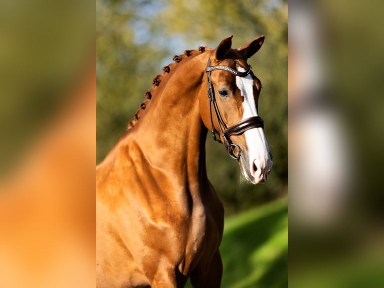 KWPN Mare 6 years 16,2 hh Chestnut-Red in Spijk