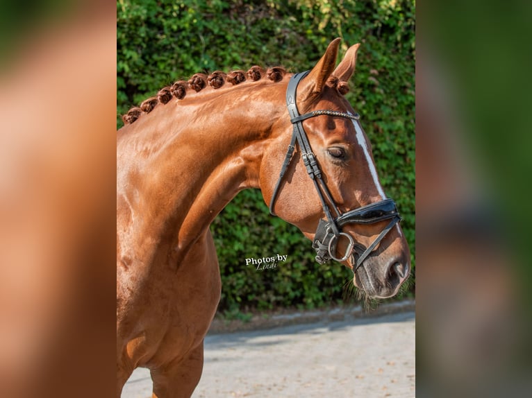 KWPN Mare 6 years 16,2 hh Chestnut-Red in Veghel