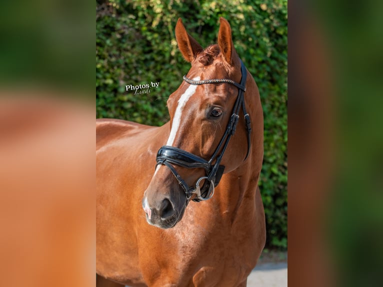 KWPN Mare 6 years 16,2 hh Chestnut-Red in Veghel