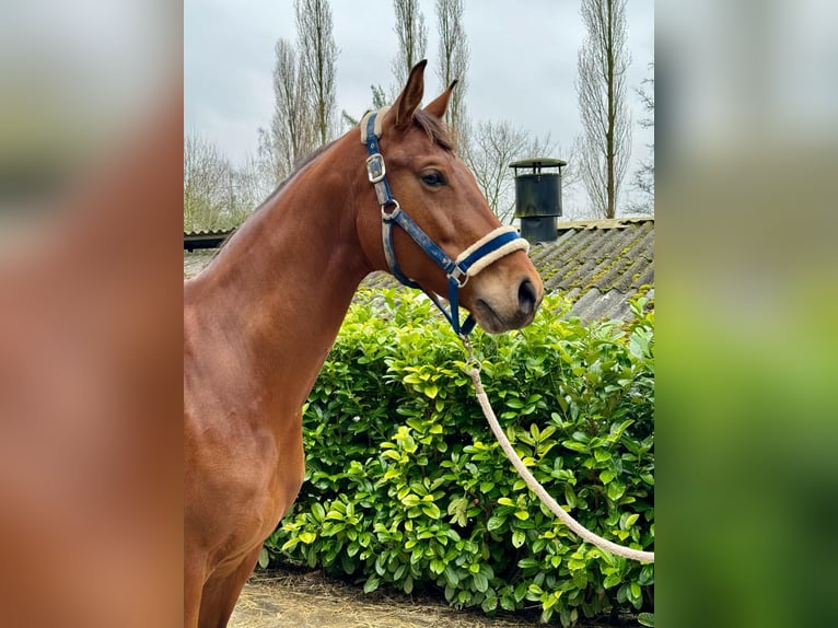 KWPN Mare 6 years 16,2 hh in Waasmunster