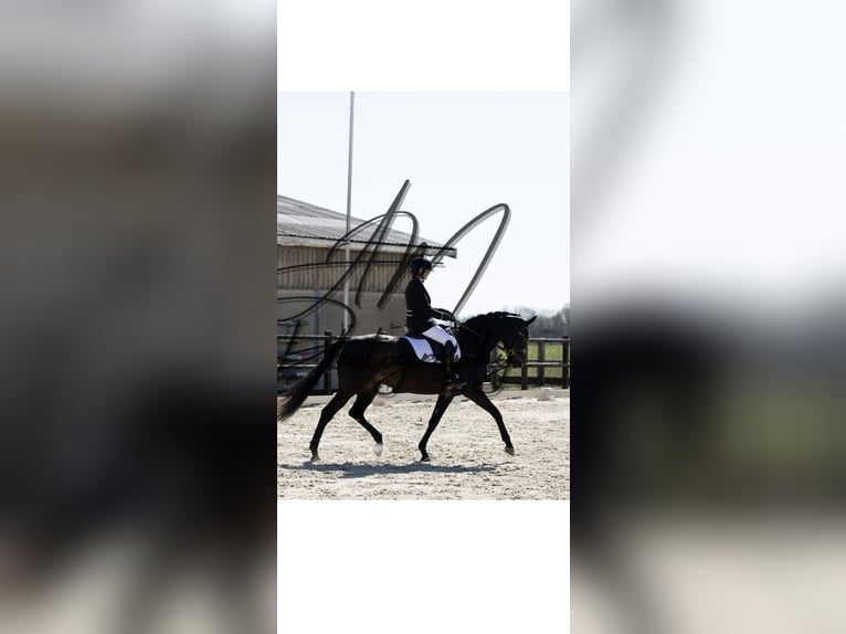 KWPN Mare 6 years 16.2 hh Smoky-Black in Harlingen
