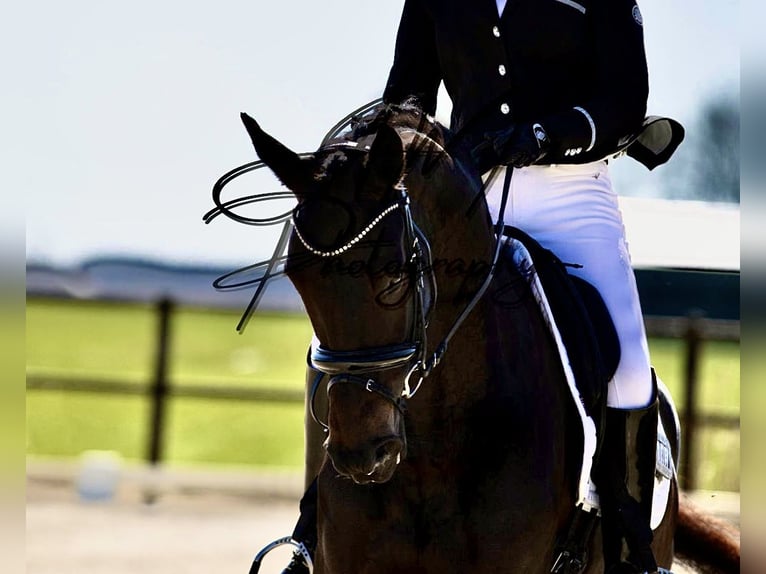 KWPN Mare 6 years 16.2 hh Smoky-Black in Harlingen