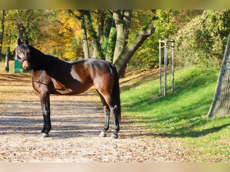 KWPN Mare 6 years 16,3 hh Bay-Dark in Darmstadt