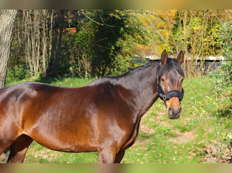 KWPN Mare 6 years 16,3 hh Bay-Dark in Darmstadt