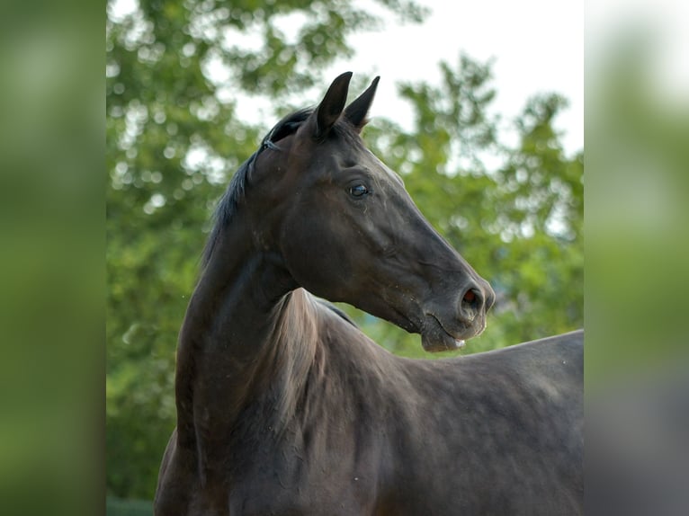 KWPN Mare 6 years 16,3 hh Black in Königslutter am Elm