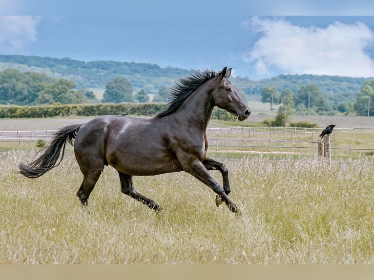 KWPN Mare 6 years 16,3 hh Black in Königslutter am Elm