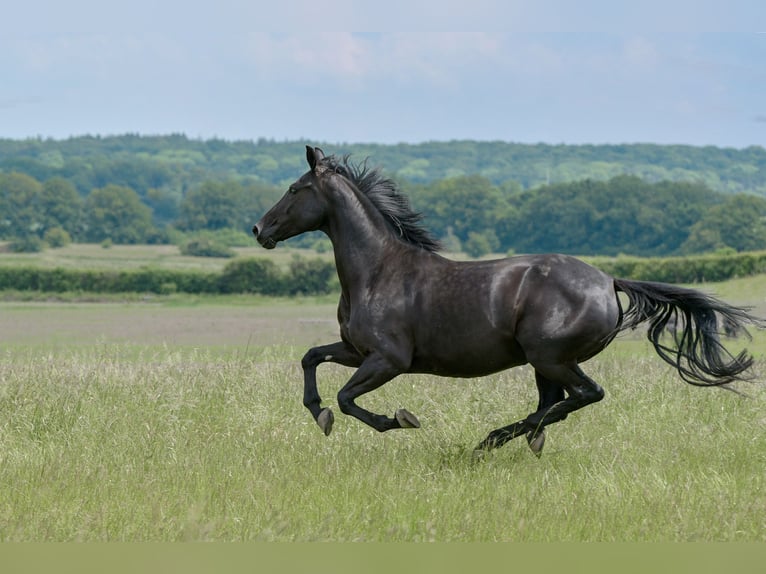 KWPN Mare 6 years 16,3 hh Black in Königslutter am Elm