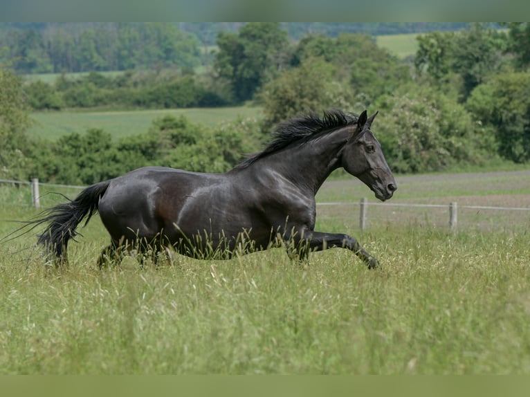 KWPN Mare 6 years 16,3 hh Black in Königslutter am Elm