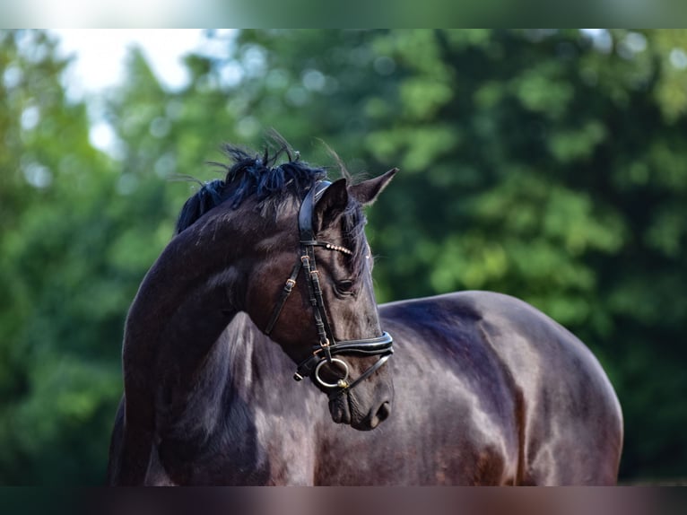 KWPN Mare 6 years 16.3 hh Black in Mülheim an der Ruhr