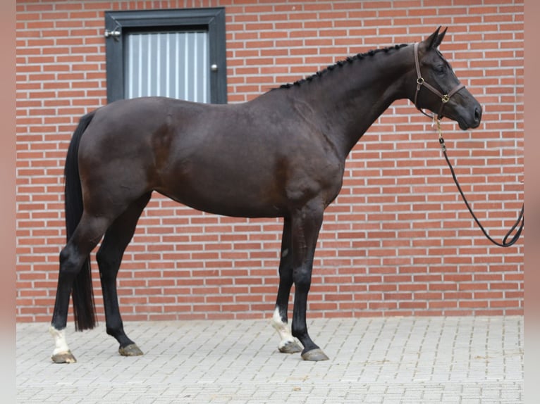 KWPN Mare 6 years 16.3 hh Black in Zieuwent