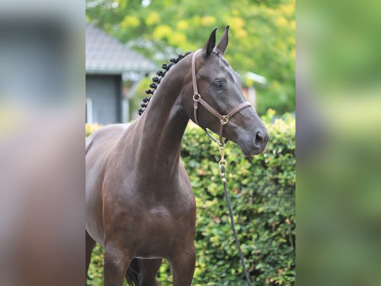 KWPN Mare 6 years 16.3 hh Black in Zieuwent