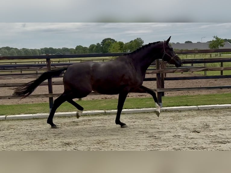 KWPN Mare 6 years 16.3 hh Black in Zieuwent