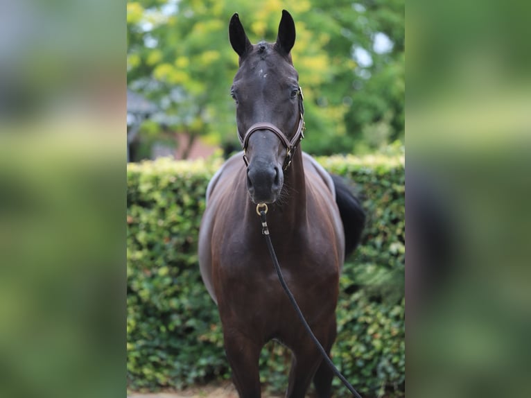 KWPN Mare 6 years 16.3 hh Black in Zieuwent