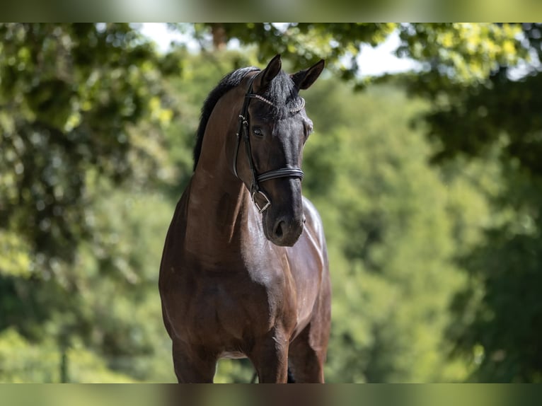 KWPN Mare 6 years 16.3 hh Black in Windhagen