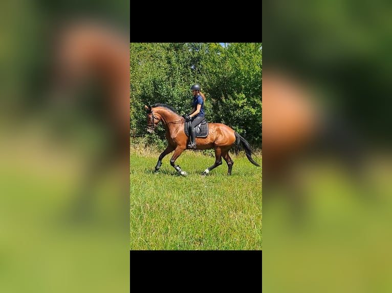 KWPN Mare 6 years 16,3 hh Brown in Messel