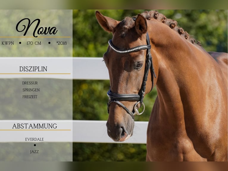 KWPN Mare 6 years 16,3 hh Chestnut in Nettersheim