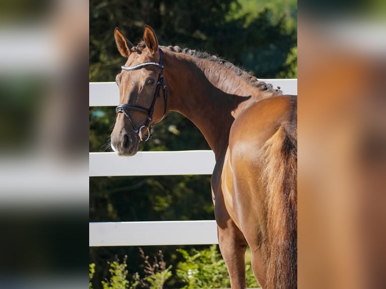 KWPN Mare 6 years 16,3 hh Chestnut in Nettersheim