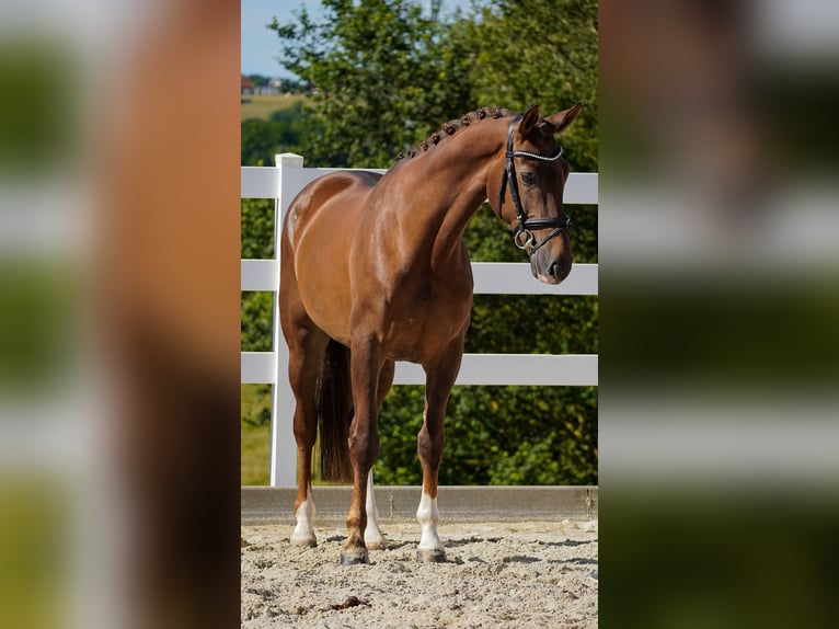 KWPN Mare 6 years 16,3 hh Chestnut in Nettersheim