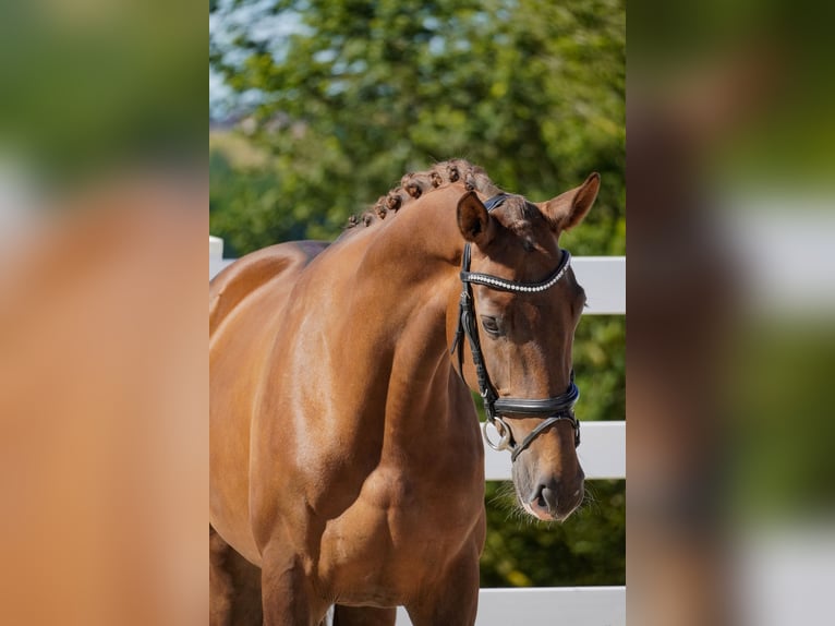 KWPN Mare 6 years 16,3 hh Chestnut in Nettersheim