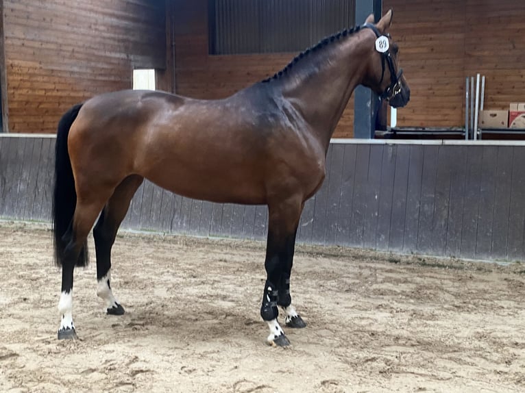 KWPN Mare 6 years 16 hh Bay-Dark in &#x27;s-Hertogenbosch