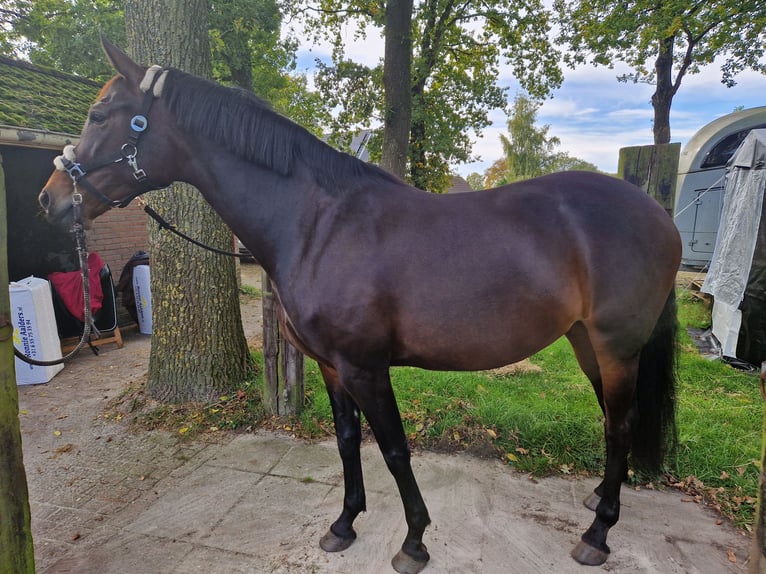 KWPN Mare 6 years 16 hh Bay-Dark in Peize