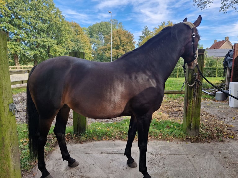 KWPN Mare 6 years 16 hh Bay-Dark in Peize