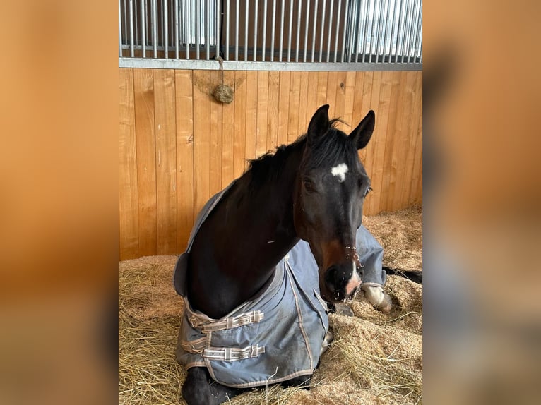 KWPN Mare 6 years 16 hh Bay-Dark in Ersigen