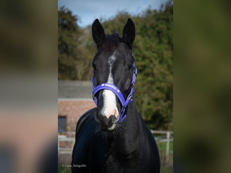 KWPN Mare 6 years 16 hh Black in Amstelveen