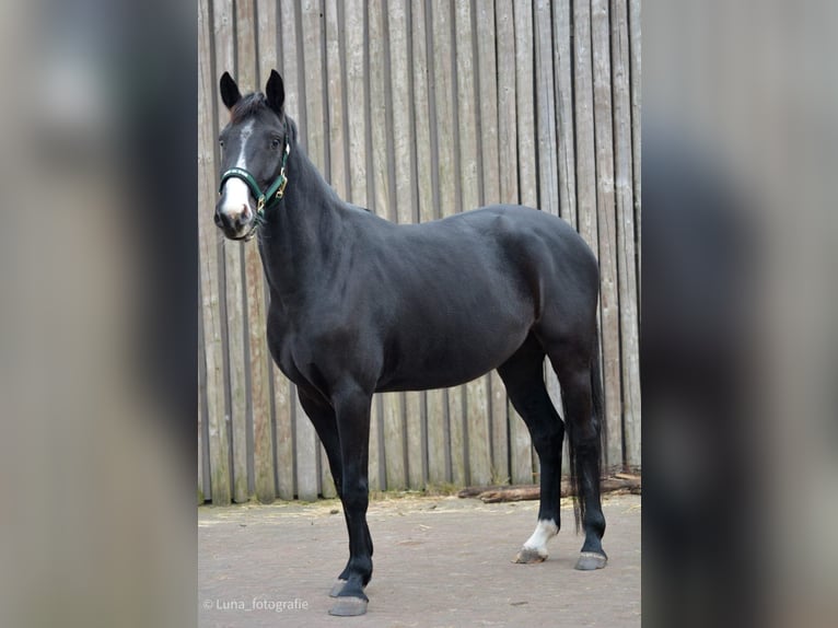 KWPN Mare 6 years 16 hh Black in Amstelveen