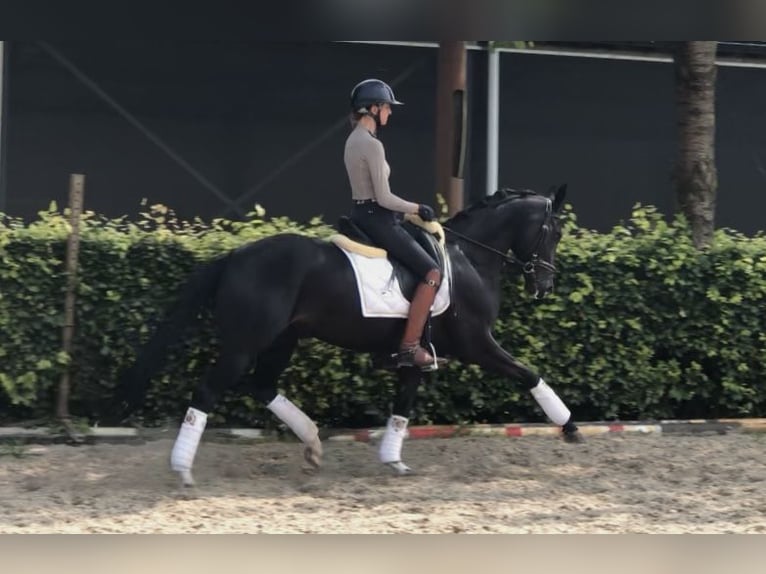 KWPN Mare 6 years 16 hh Black in Neeritter