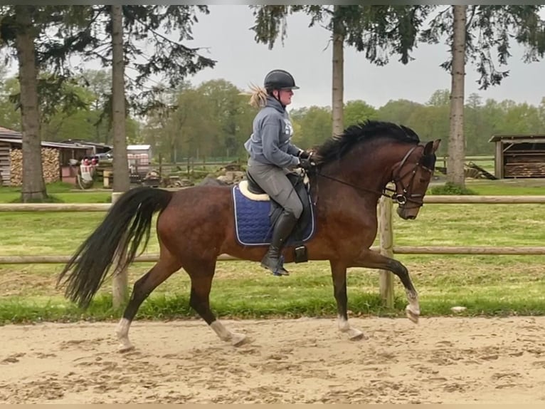 KWPN Mare 6 years 16 hh Brown in Halle